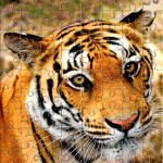 صور Jigsaw Puzzles