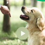 صور Dogo - Puppy and Dog Training