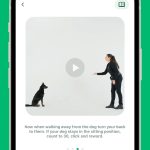 صور Dogo - Puppy and Dog Training