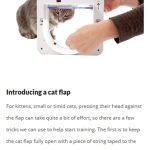 صور Cat Training