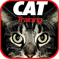 cat training