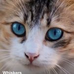 صور MeowTalk Cat Translator
