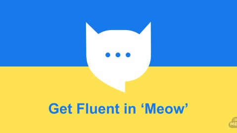 MeowTalk Cat Translator