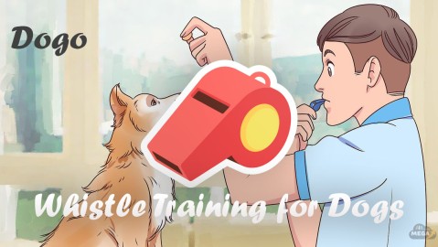Whistle Training for Dogs:Dogo