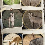 صور Hunting Sniper