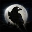 night crows