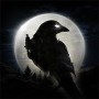 night crows