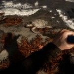 صور Sons Of The Forest