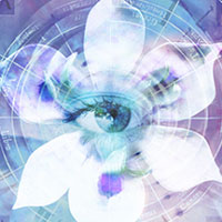 blue iris